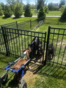 Coffee Bean meet his Liz's other dogs for the first time.