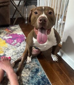 Coffee Bean, the paralyzed pup 