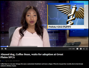 Fox 4 coverage of Paralyzed Puppy
