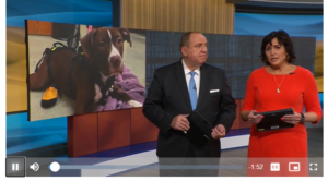 KMBC News Coverage helping Coffee Bean find his forever home.